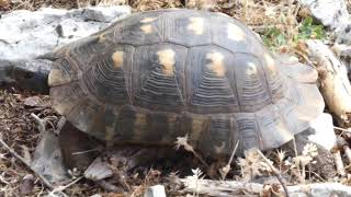 Wildlife of the Sanctuary of Apollo, Greece