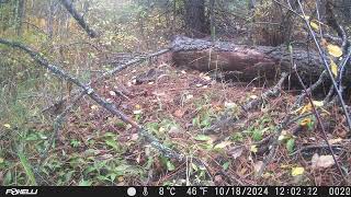 Yellow-pine Chipmunk