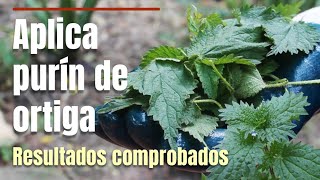 Aplica purín de ortiga para el crecimiento, como fertilizante y fungicida