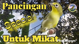 Suara pikat kecial kuning paling ampuh #pancinganbunyikecialkuning