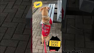 That one NOSY Neighbor!👀🕵🏻🐶#shorts #dog #funny #cute #shortvideo #memes #viral #funnyvideo