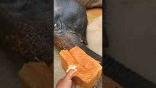 Elephant Eating Bread | #shorts