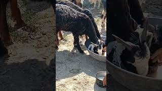 Two black goats are drinking water