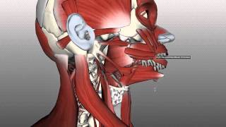 Tongue Muscles and the Hyoid Bone