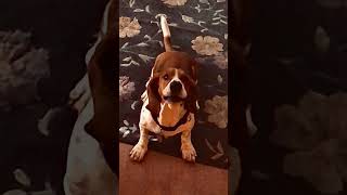 Basset Hound Performs Tricks and Leaps