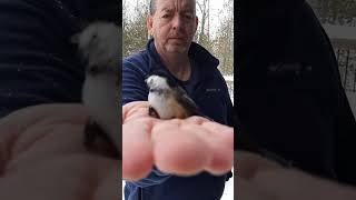 Bird Whisperer