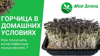 Горчица в домашних условиях. Микрозелень.