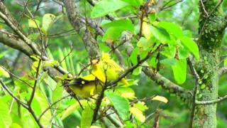 Oriole, Black-naped - Oriolus chinensis - Feeding