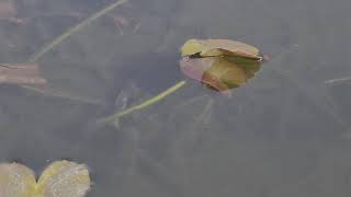 Alpenwatersalamander