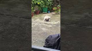 #fypyoutube #pug #pakkun