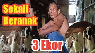 Satu Indukan.... Sekali Beranak 3 Ekor...!!!! Rezeki Nomplokk