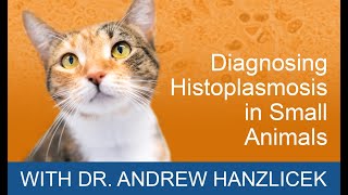 Diagnosing Histoplasmosis In Small Animals | MiraVista Veterinary Diagnostics