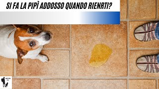 Se il tuo cane si fa la pipì addosso quando rientri vuol dire che...