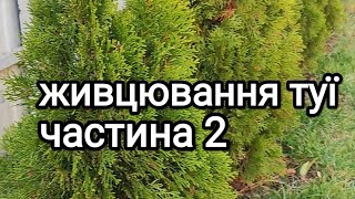 Живцювання туї смарагд. Стан живців через місяць