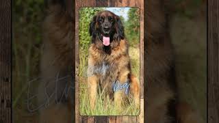 Estrela Mountain Dog, Breed Spotlight Shorts #doglover #caninechronicle #caninebehavior