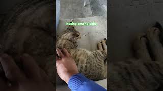 KUCING TERTIDUR PULAS