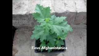 Ficus Afghanistanica Dried Fruit and Seedling