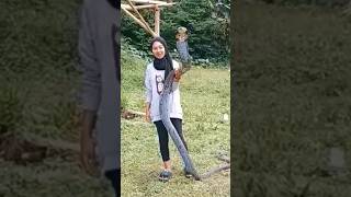 বিশাল কিং কোবরা সাপের ইতিবৃত্ত - King Cobra Snake Species #kingcobra #snake #snakevideo #সাপ