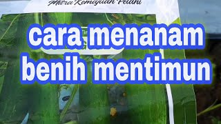 Cara menanam timun dari benih yang mudah