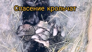 Искуственное вскармливание  крольчат.