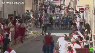 Vacas de la mañana, Ribaforada, Ganadería Hnos Gracia.