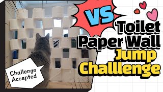 Cat Toilet Paper Wall Jump Challenge / Cat VS Toilet paper wall by Korat