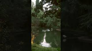 Animal Video | Lovely swans swimming in a pond