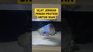 gak tau part ke berapa 😂 , kasih makan louhan dengan ulat Jerman yang penuh protein #ikanhias #ikan