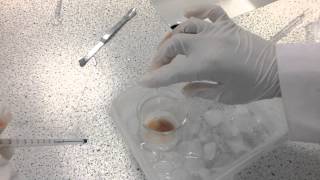 Synthesis of an Azo Dye A Level Chemistry A2 by Students