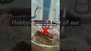 Reasons You'll Never Be a Pro Aquarist #shorts #hobbyist #aquarium