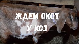 Ждём окотов  у коз.