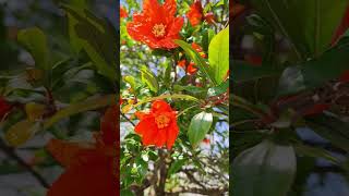 take a look how gorgeous  a pomegranate flower #shortvideo #satisfying