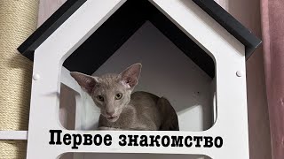 Гуччи и Аливия. Первые часы дома и первое знакомство.