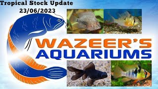 Tropical Stock Update 23/06/2023