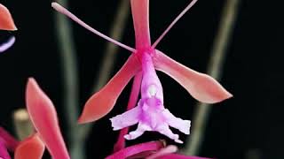 British Orchid Council