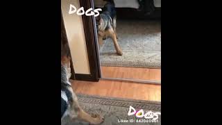 Smart dogs are cute and funny 2021#shorts