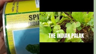 How to plant the Indian spinach//The PALAK🥬🥬🥬