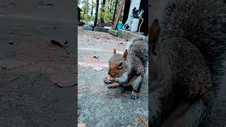 Tiny The Squirrel Comes By For A Quick Visit