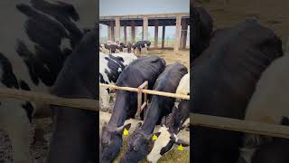 Dairy farm in 255 #shorts #dairyfarm #viral