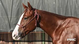 LOT #2106 REYZIN H E DOUBLE L WB NCHA FUTURITY 2YO SALE 2024