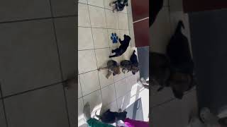 German Shepherd Puppies Takeover the vet