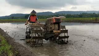 Desember , Traktor Sawah mengHaluskan Lahan Keburu Tandur