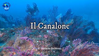 Immersione fra le Gorgonie del Canalone ad Acireale (Catania) 4K