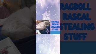 The Adorable Ragdoll Cat That Stole My Heart (and My Stuff)