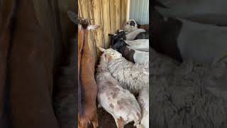 Стрижка овец машинкой 🐑