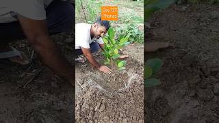 #365 Days Challenge #Day 126 How to grow phanas #terrace #farming #Garden #farm #short #phanas#video