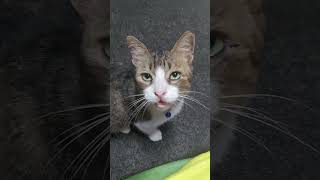 Matalinong pusa sumasagot#cat #catshorts #catvideos #shorts #trendingvideo #viralvideo