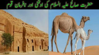 حضرت صالح علیہ السلام کی اونٹنی اور نافرمان قوم کا واقعہ Hazrat Salih AS ki untni |Urdu| |Hindi|