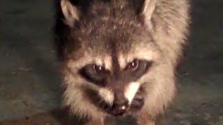 Cute Raccoon Eating Fruits!