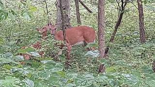 doe and fawn hanging out